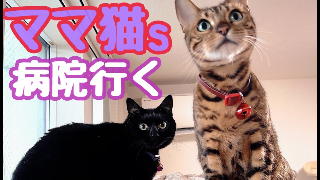 母猫コンビを病院に連れていくのに大苦戦しました