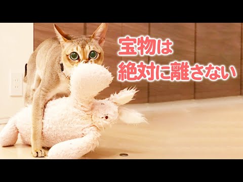 宝物のぬいぐるみを持って◯◯するニャンコ♡ 大好きだからこその行動でした…