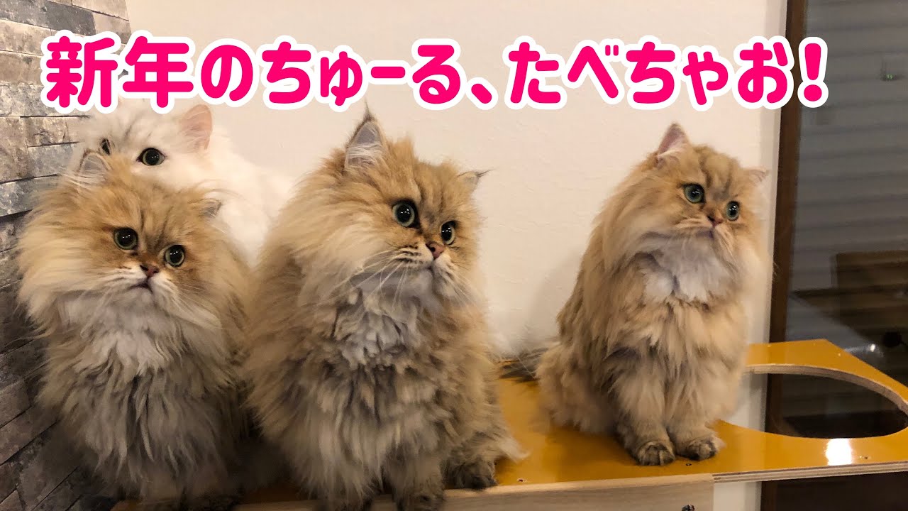 【チンチラペルシャ猫】新年のちゅーるは格別だ！#チンチラペルシャ#猫動画#ちゅーる