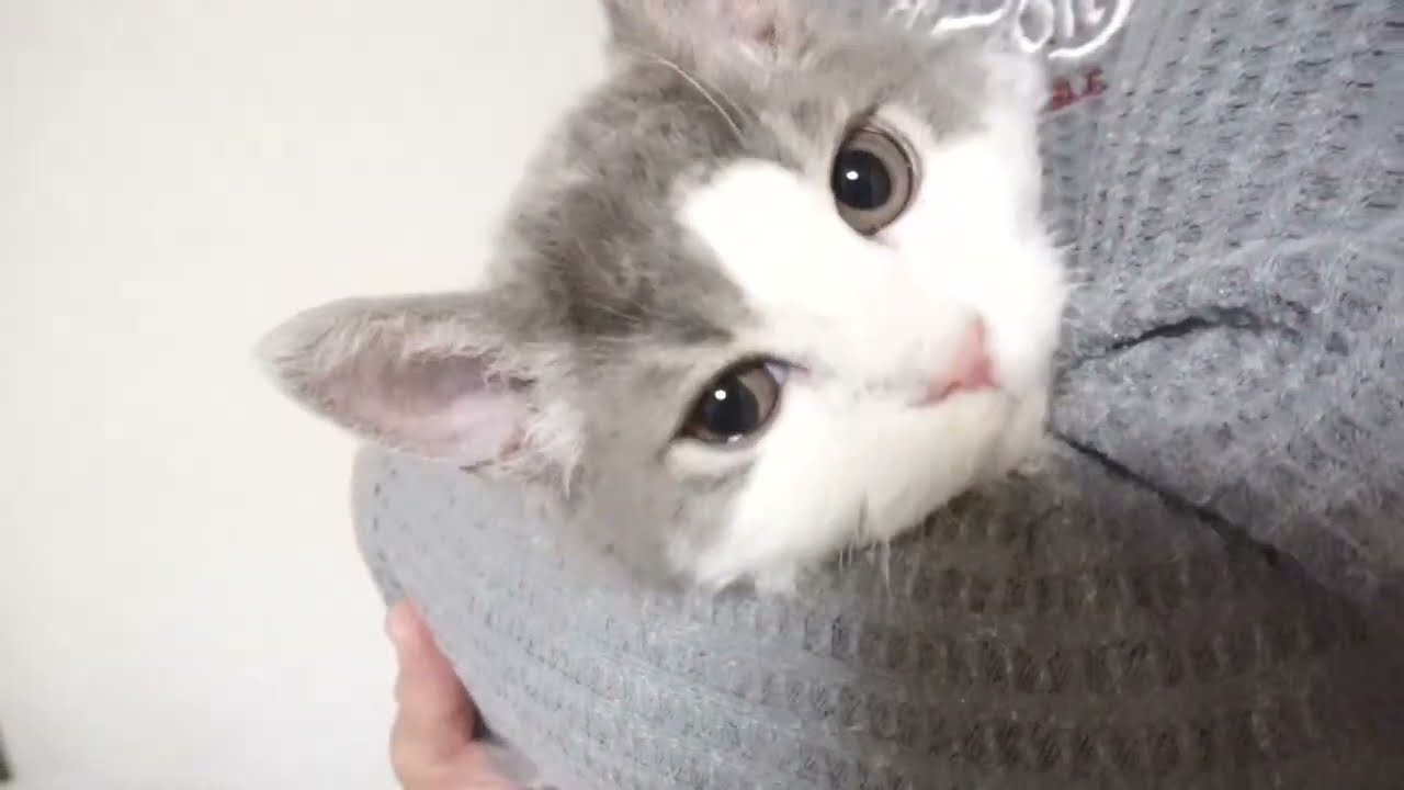 セルカークレックス子猫　2022.７.23産まれ　ブルー＆ホワイト　男の子　シーダキャット猫のお店