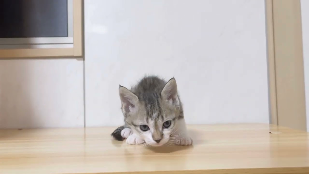 スクーカム♂長足