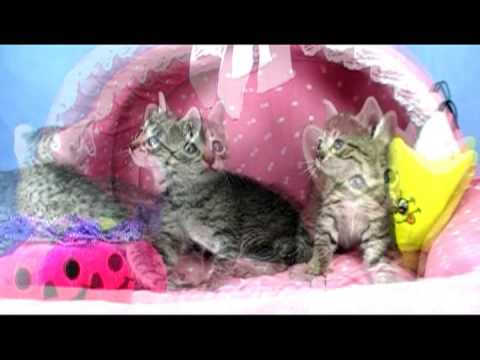 エジプシャンマウちゃん達