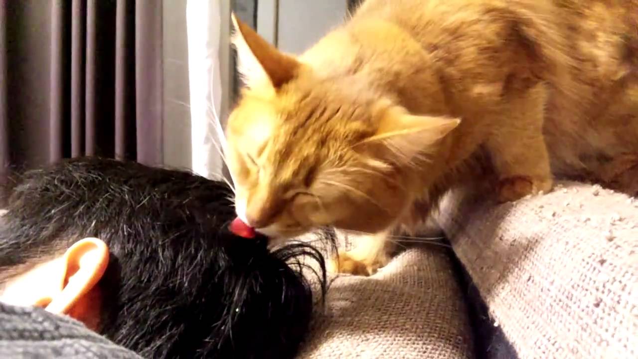 髪の毛を舐める猫（ソマリ）