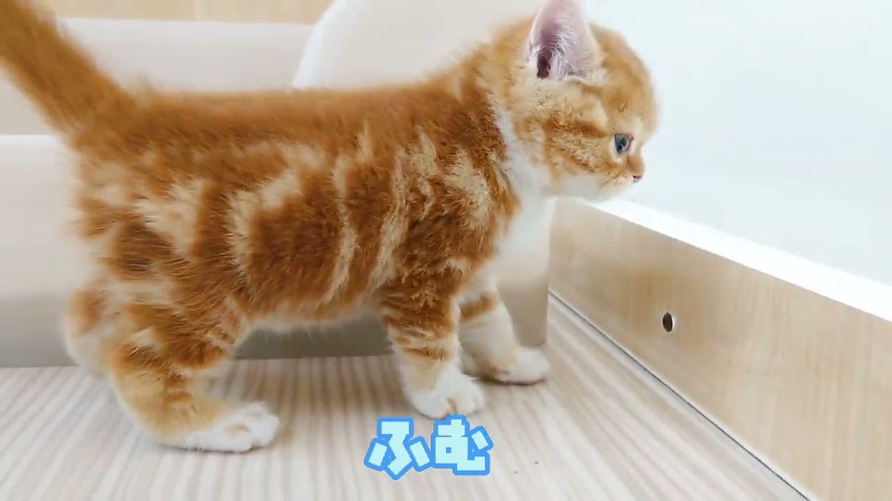 【スコティッシュフォールド】ようこそ高井戸店へ