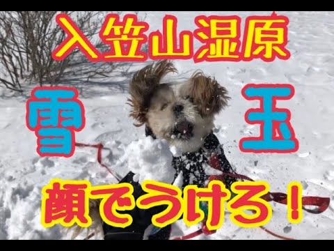 【入笠山湿原スノーシュー湿原で大はしゃぎ/Mt. Nyukasa snowshoes】シーズーのくぅちゃんネル