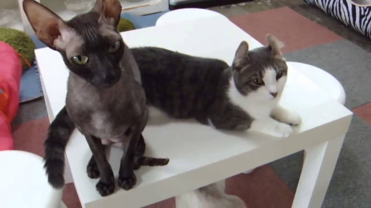 ほっそりした猫と耳が反ってる猫