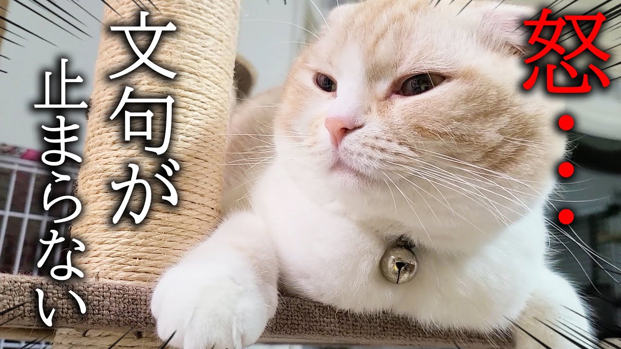 ご飯の時間に遅れて帰宅したら子猫と犬の文句が止まらない…笑