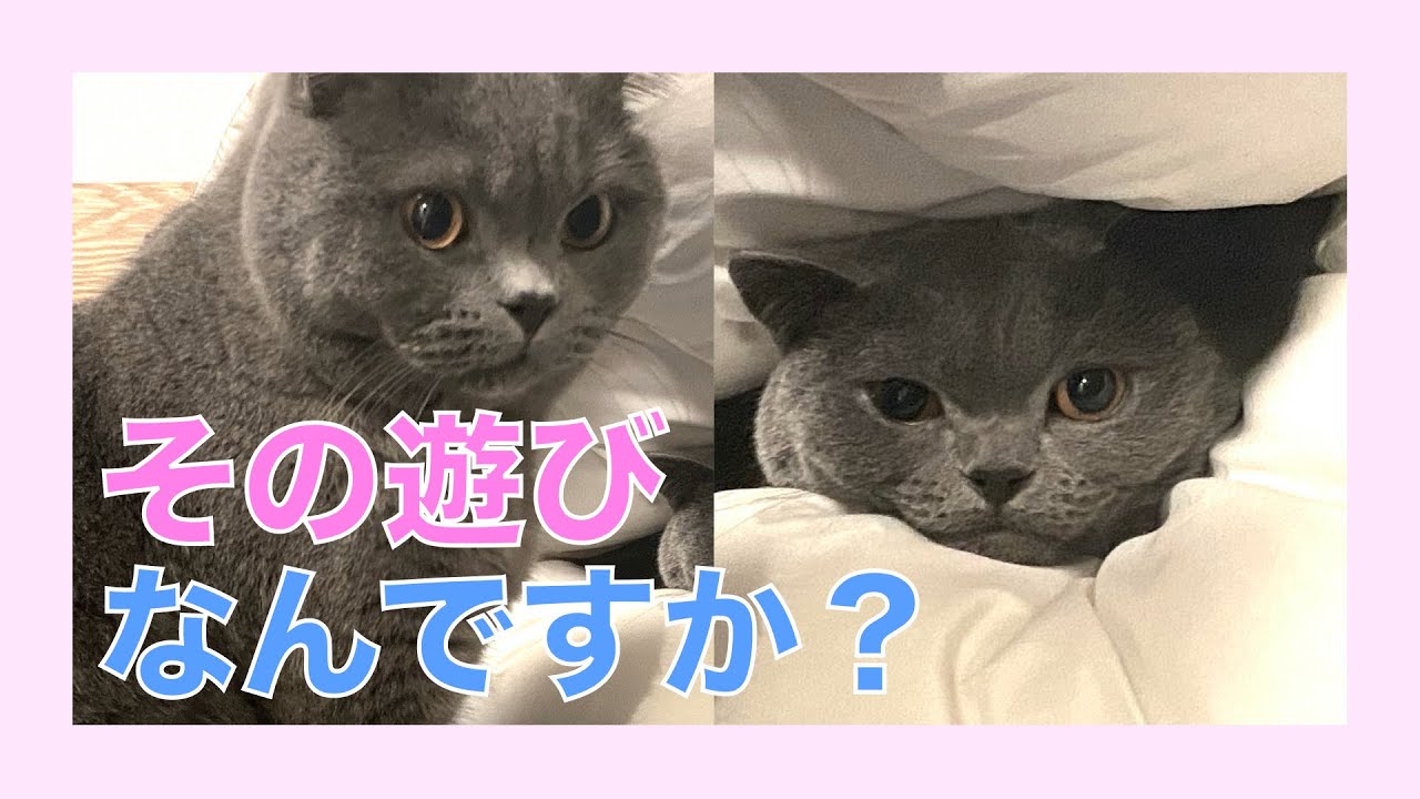 【兄 vs 妹】仲良く喧嘩する猫【ブリティッシュショートヘア】