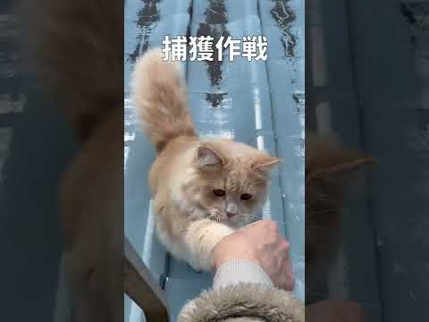 子猫が脱走！？部屋で遊ばせていたらまさかの事態に😱【サイベリアン・多頭飼い】 #shorts