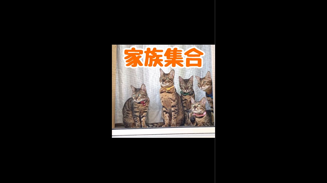 庭から猫親子のぞいてみた #shorts