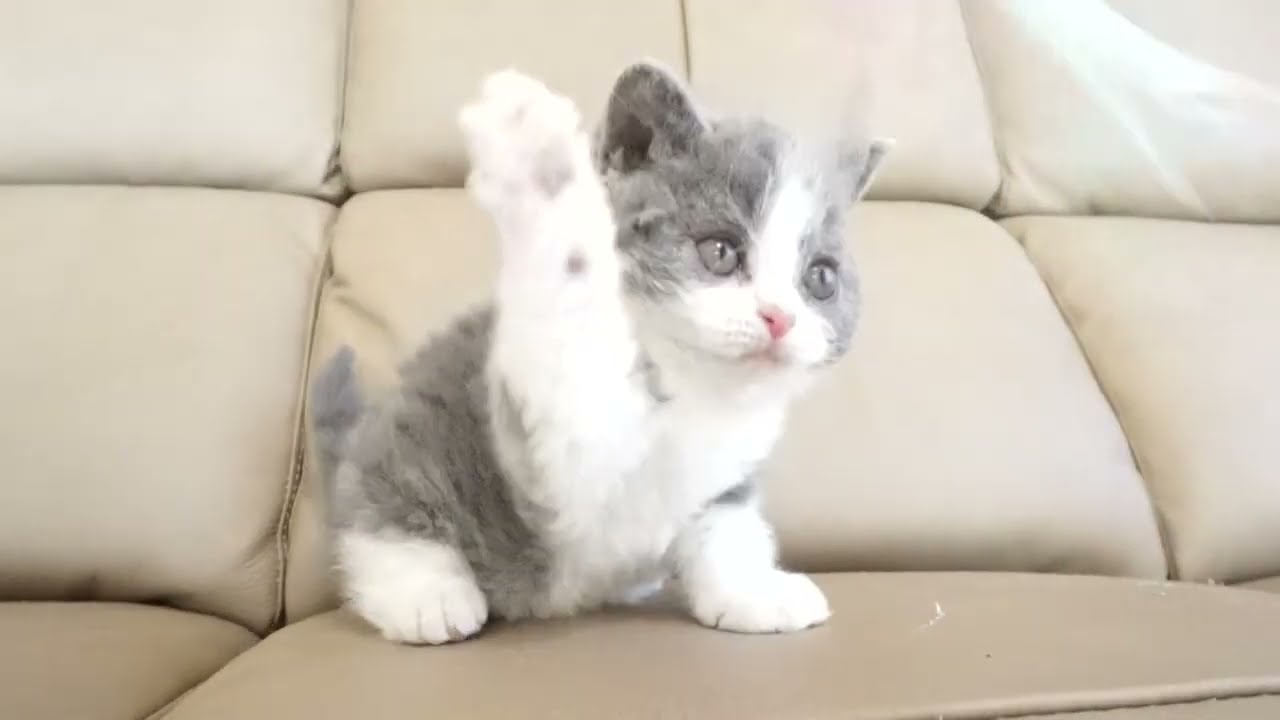 セルカークレックス子猫　2022.9.30産まれ 　ブルー＆ホワイト　女の子　シーダキャット猫のお店