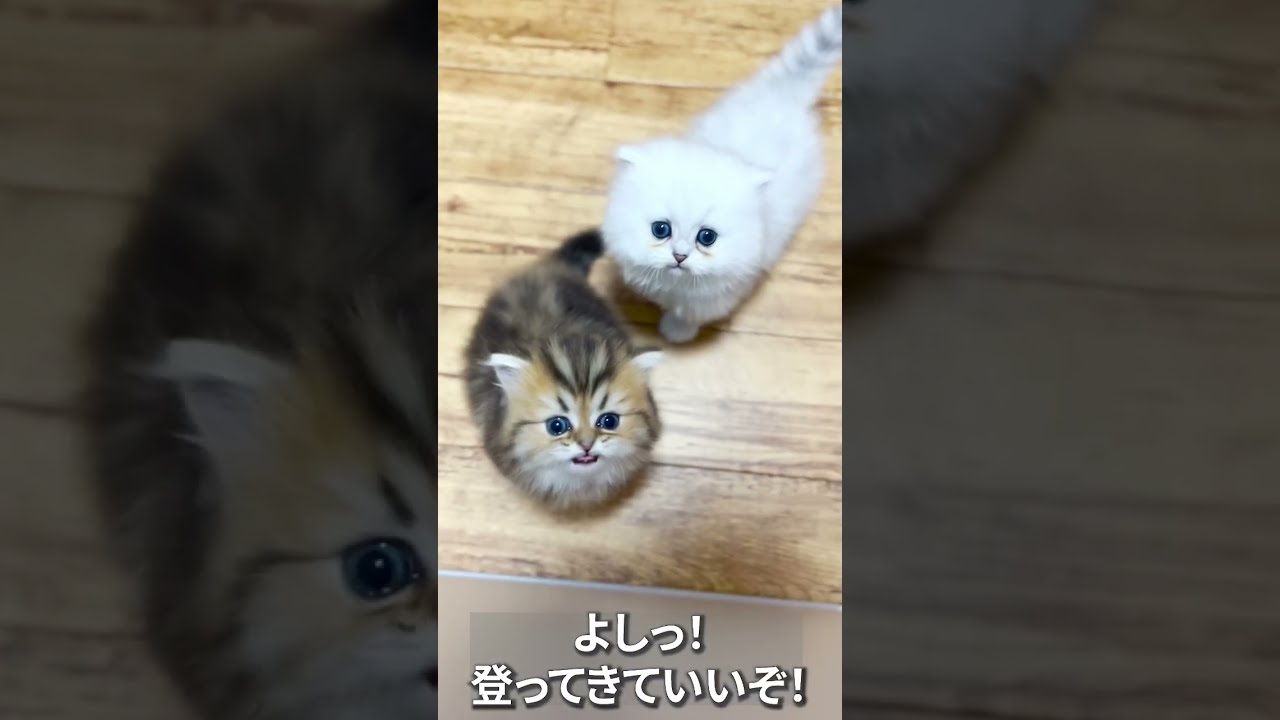 【子猫の成長記録】#shorts #ミヌエット #マンチカン #子猫