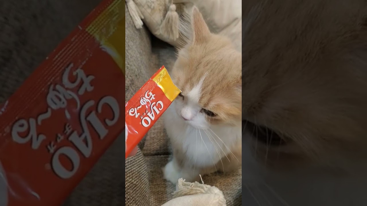 可愛くチュールをおねだりするてお君　スコティッシュフォールド子猫