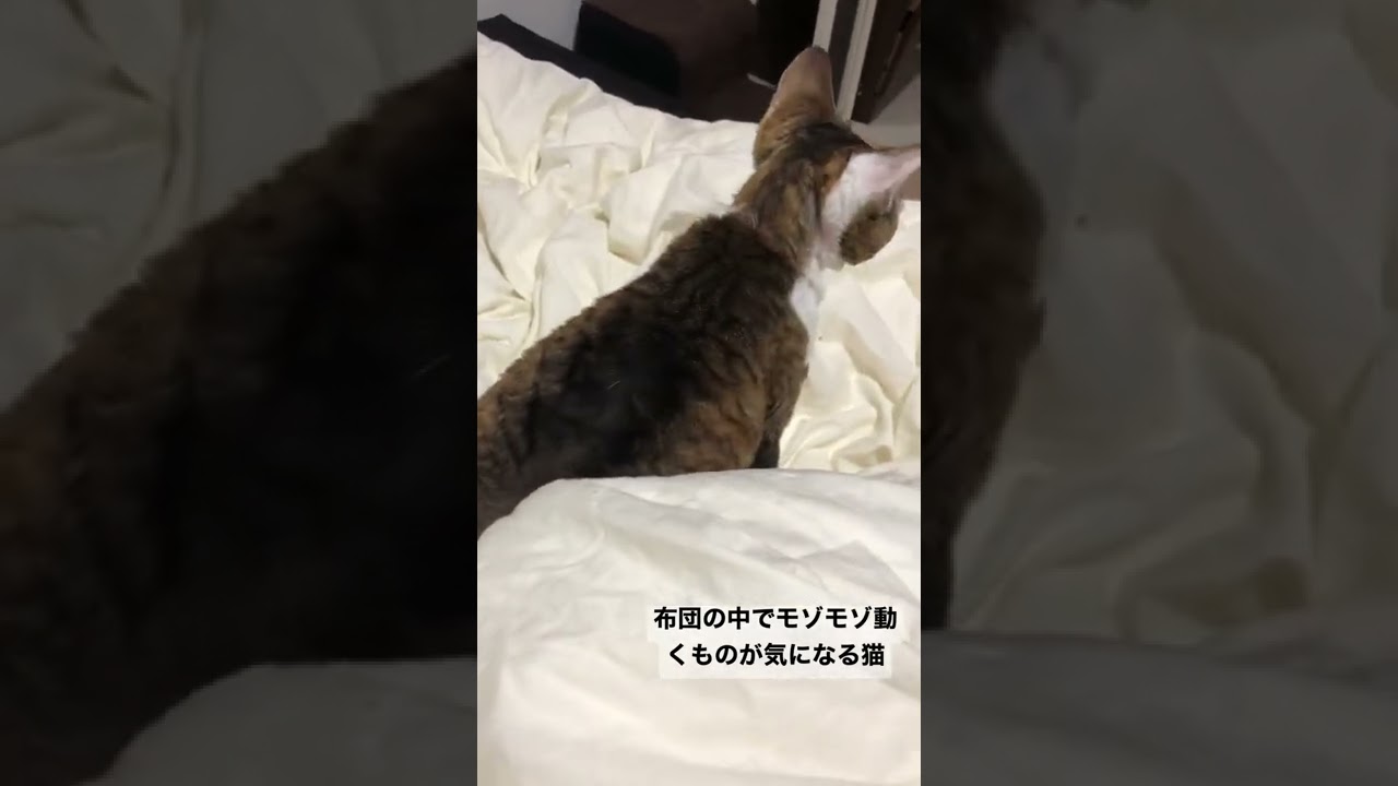 【デボンレックス】布団の中で動く足を追いかける猫 #Shorts