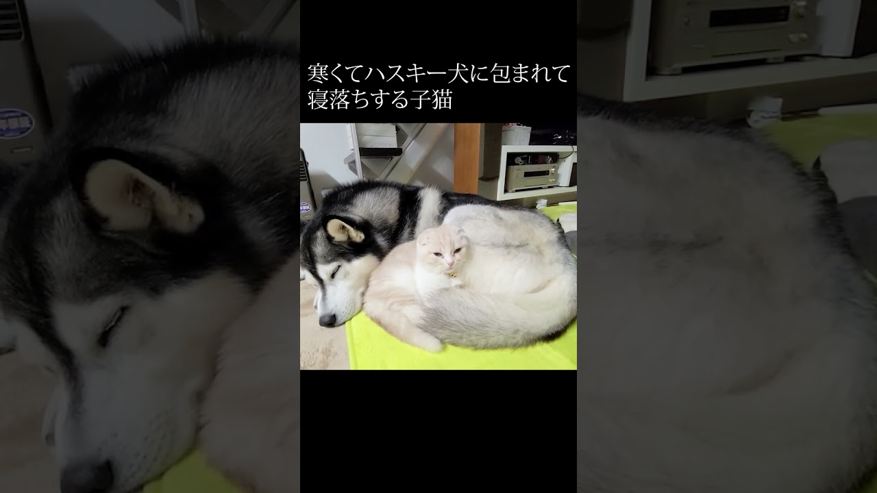 寒くてハスキー犬に包まれて寝落ちする子猫がかわいい...#shorts