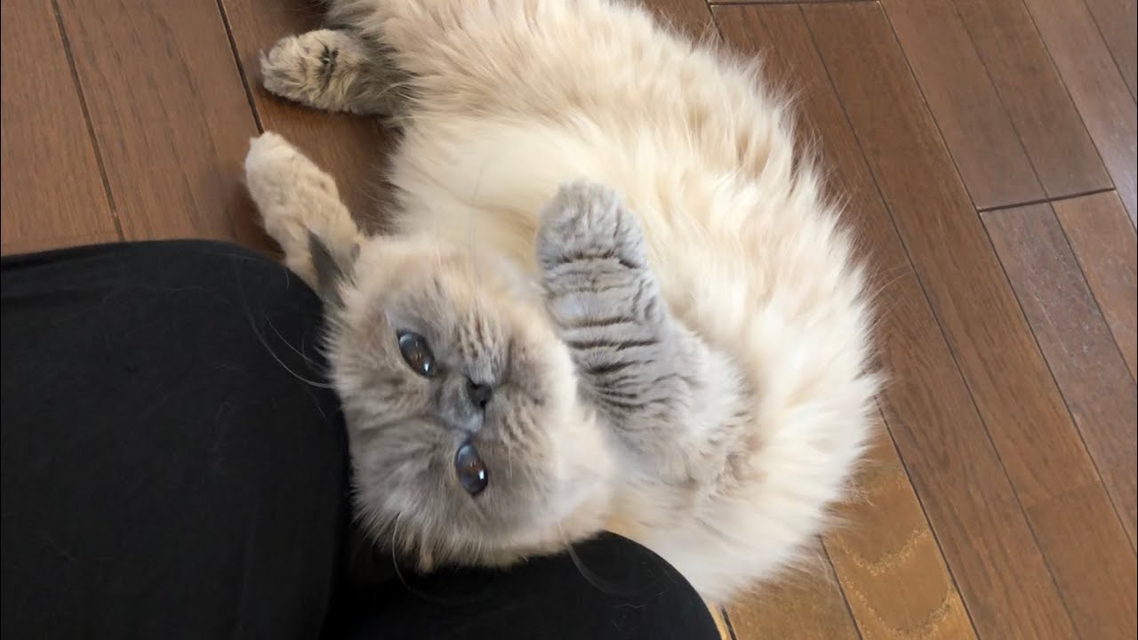 帰宅すると膝にすり寄り甘える猫 [ヒマラヤン]／The cat snuggles up to my knees when I get home [Himalayan]