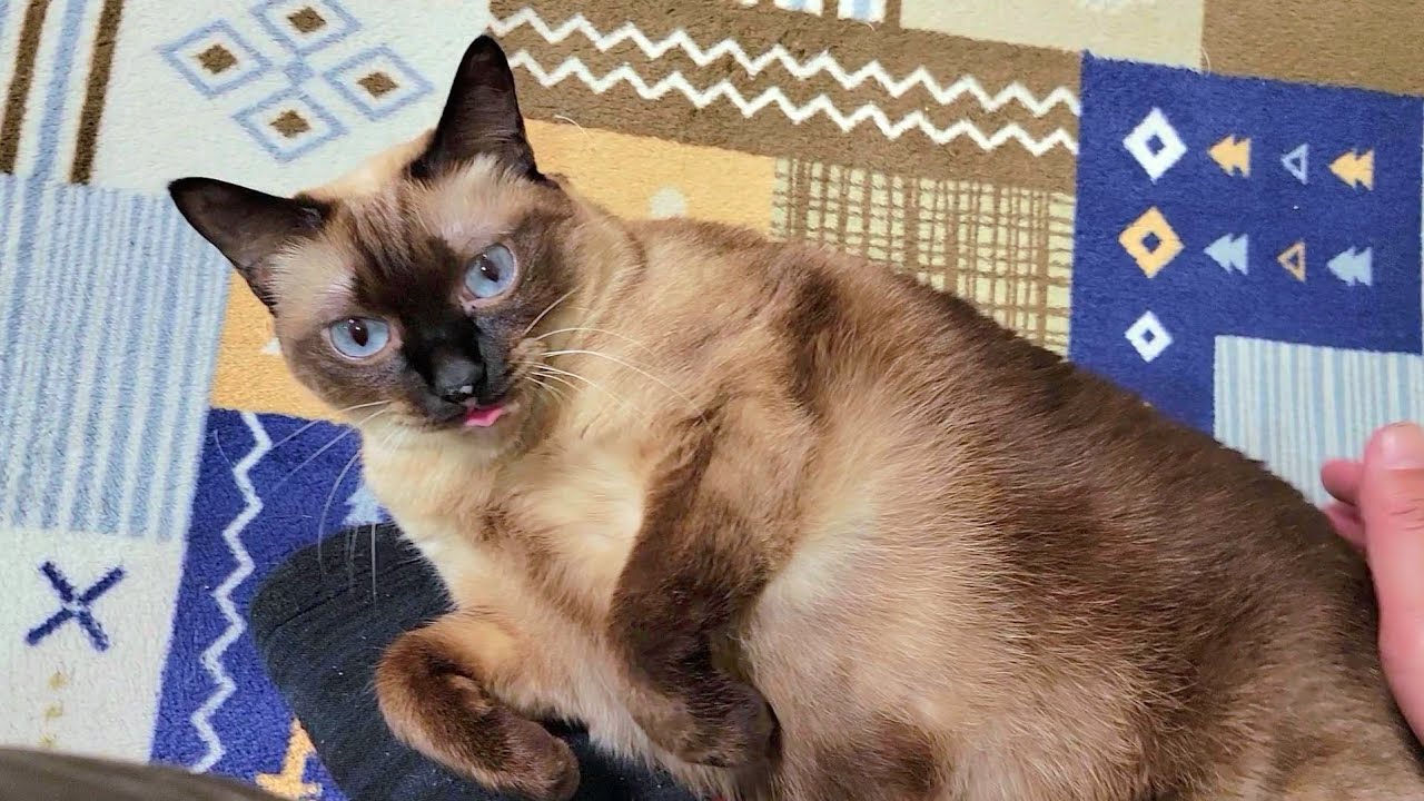 猫に「病院予約したからね」って伝えたら返答が超絶可愛く、猫との会話が弾みだした