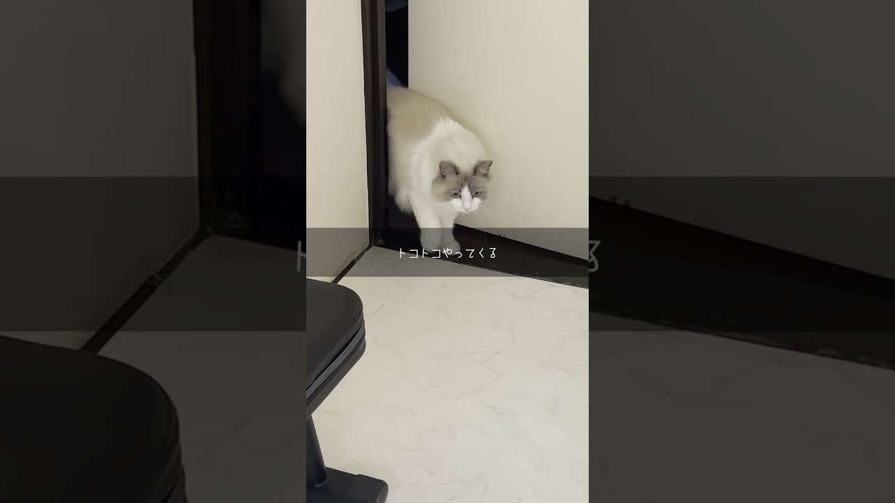 窓を開けるとすぐに駆けつけてくる猫【ラグドール】【かわいい】