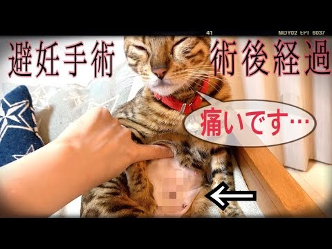 【閲覧注意】避妊手術後のベンガル猫ベルの様子