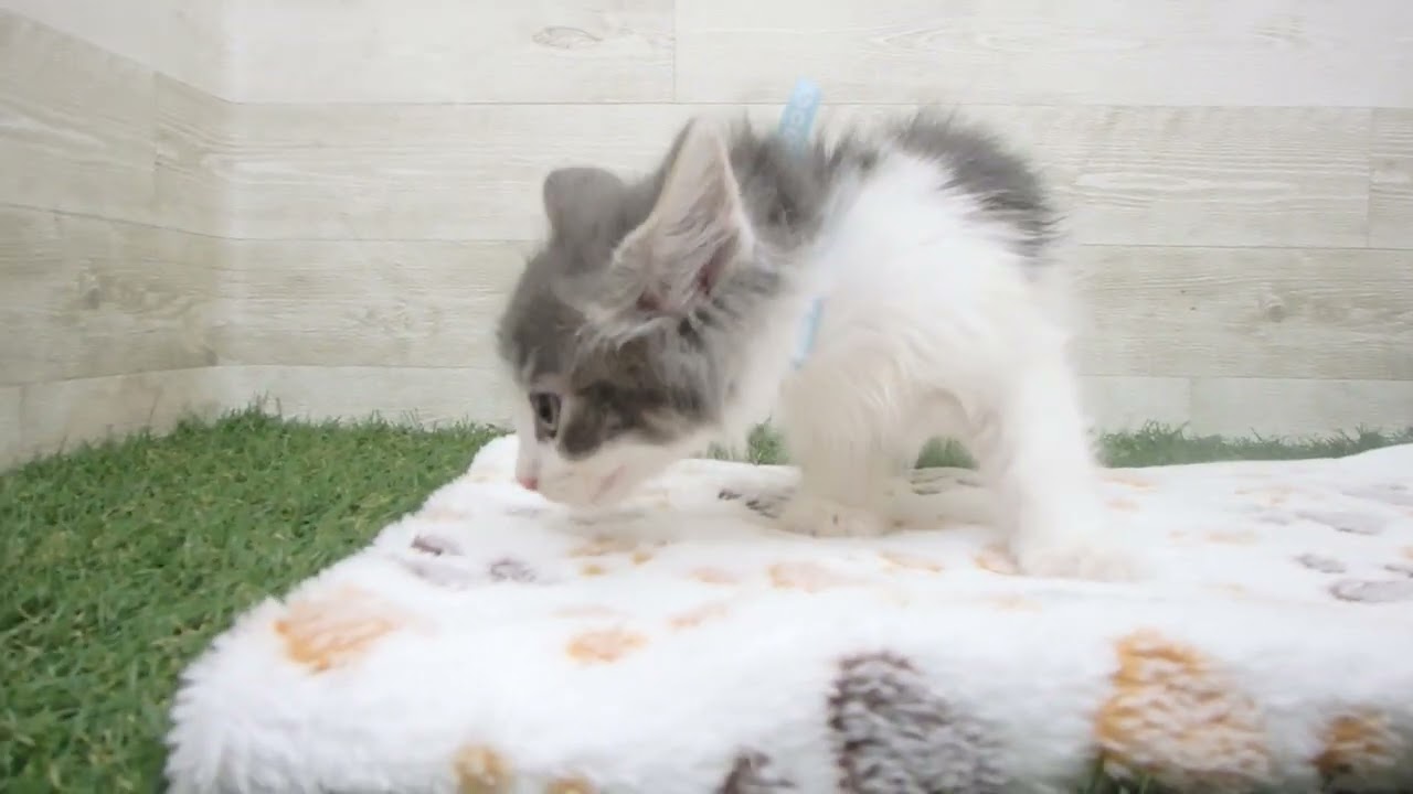 Coo&RIKU　No00612430 ノルウェージャン・フォレストキャット