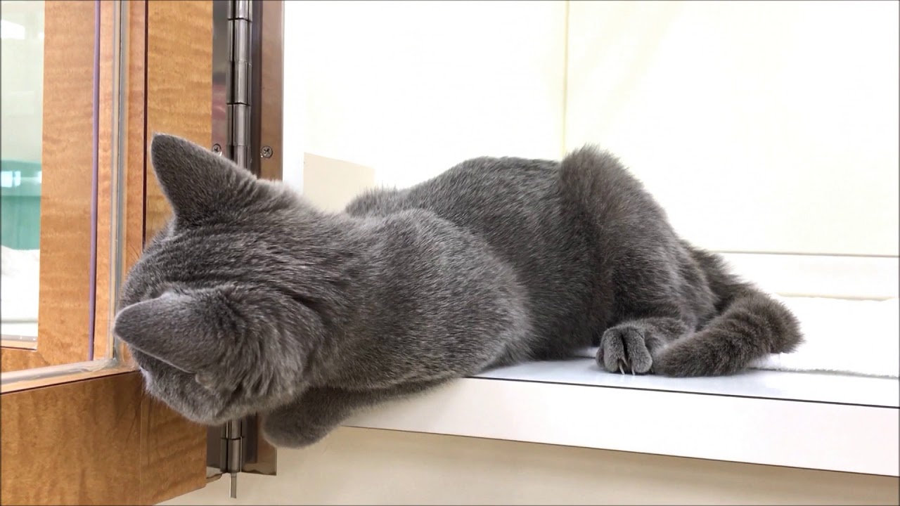 超稀少な可愛い猫「シャルトリュー」☆