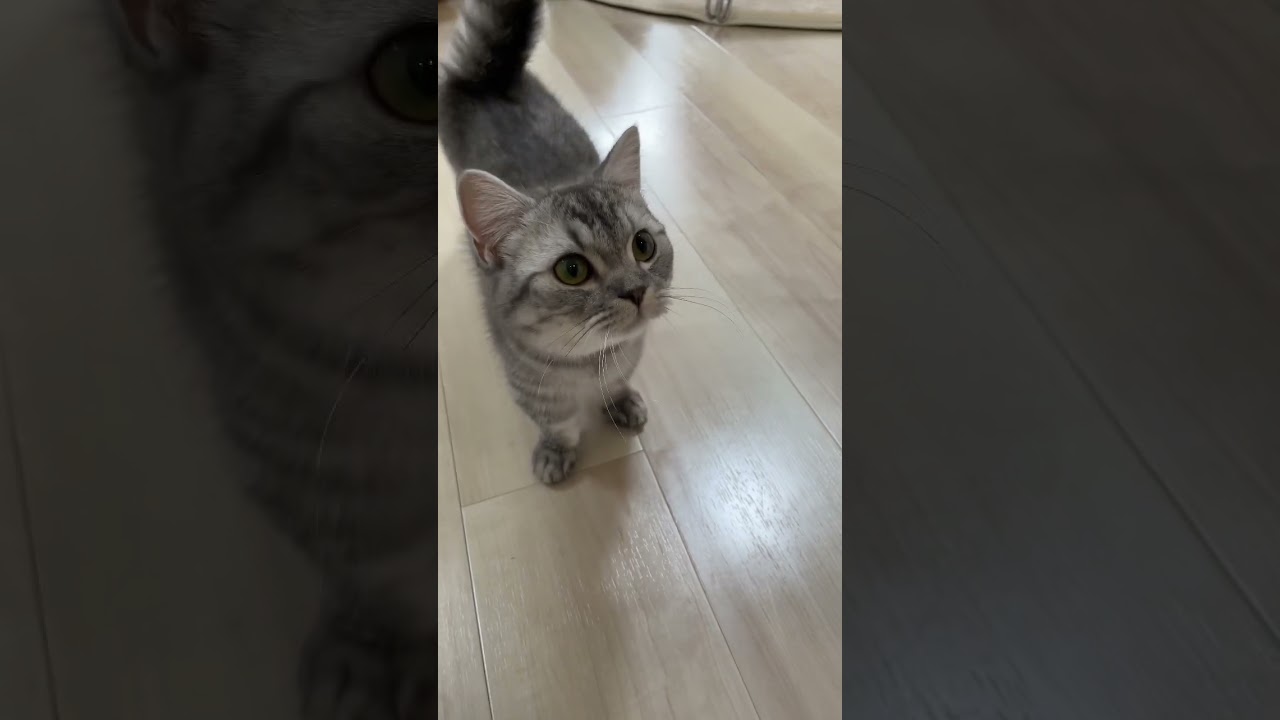 子猫が寄ってきた😸 #shorts #猫 #マンチカン #cat #kitty #bts #euphoria