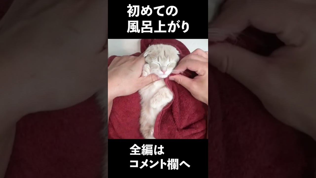 初めてお風呂を経験した子猫【短足マンチカン】