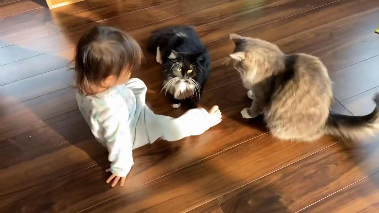 どんな触り方をしても近くに来る猫　ラガマフィンA cat that comes close even if you touch it a lot. Ragamuffin.