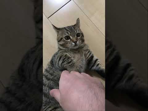 イカ耳とヘソ天を披露するキンカローの子猫が可愛すぎた　マンチカン×アメリカンカール　#Shorts