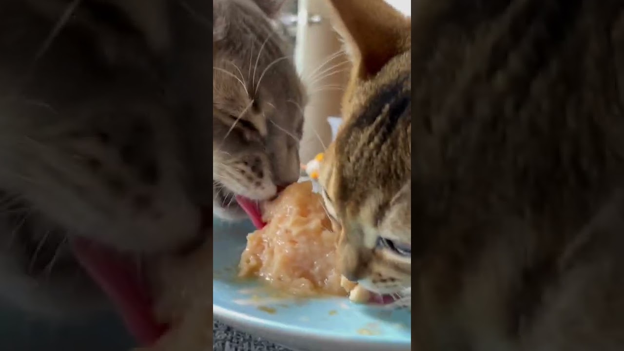 2人仲良く初のチュールタワー！！#アビシニアン #子猫 #ソマリ #猫 #shorts