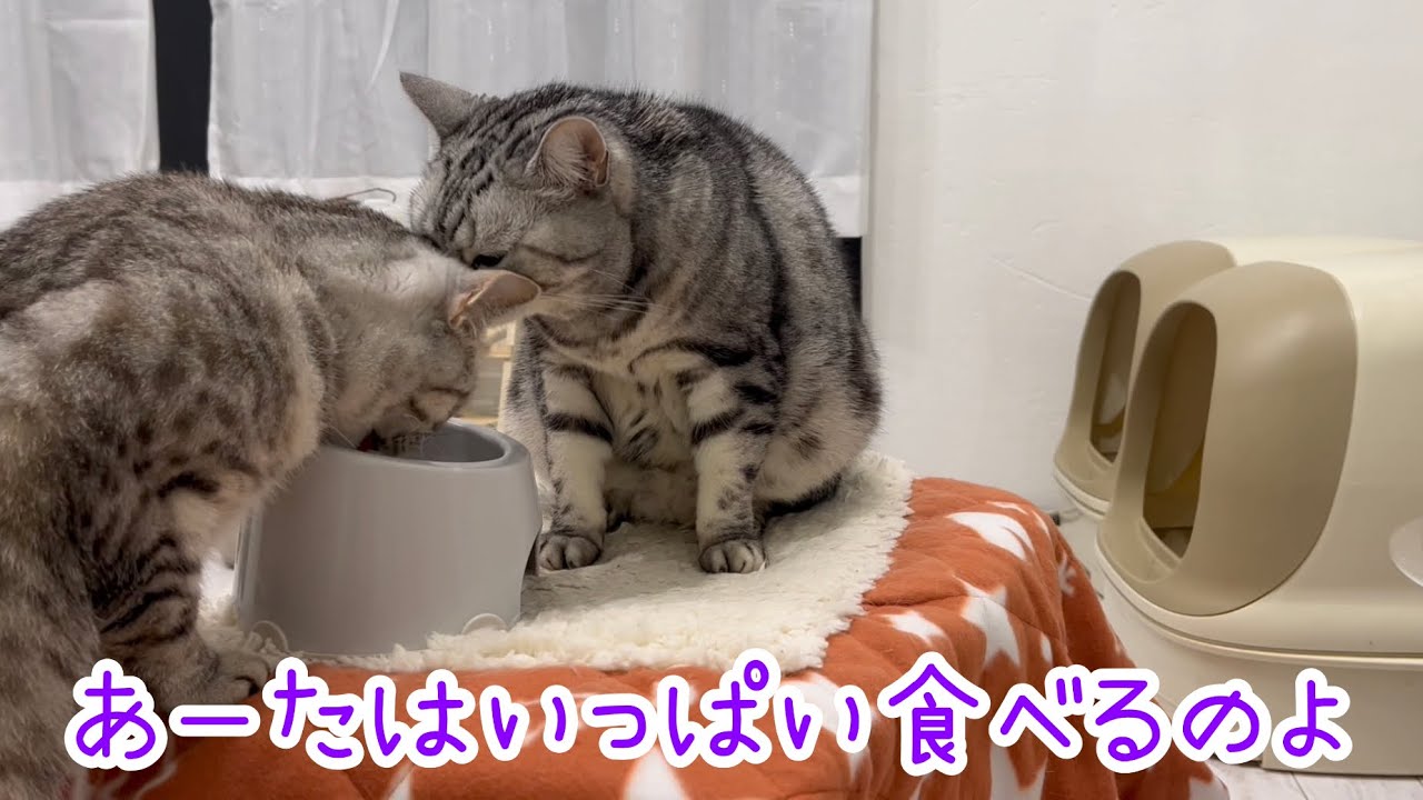 妊婦にご飯を譲るアメリカンショートヘアのあいちゃん❤️