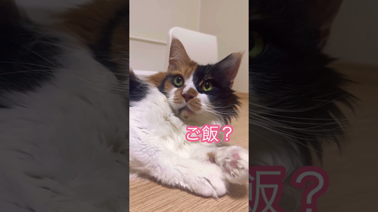 ご飯が待ち遠しいパンク😽 #shorts #メインクーン