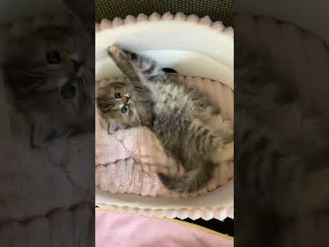ベッドでゴロゴロ♪踊る？子猫【サイベリアン・赤ちゃん】 #shorts