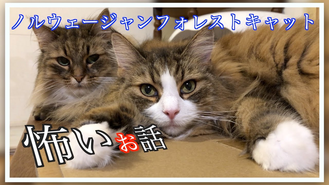 怖いわ〜。ノルウェージャンフォレストキャットの怖いお話
