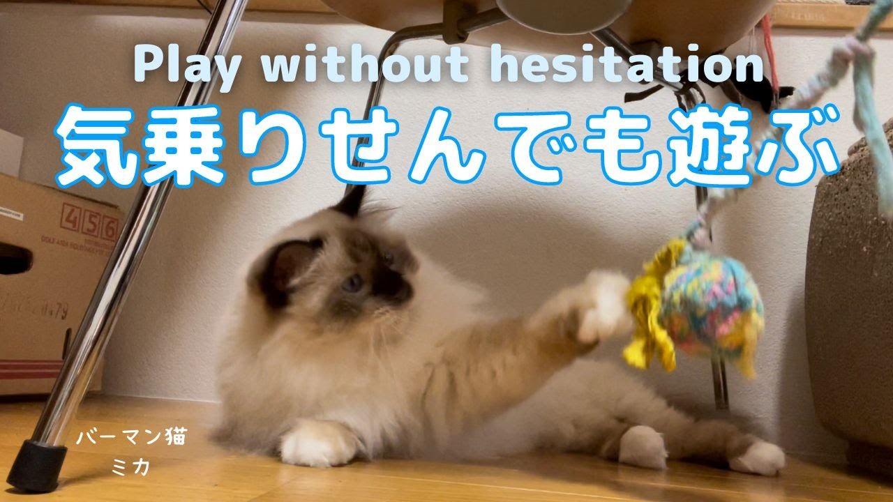 バーマン猫ミカのボール遊び【気乗りせんでも遊ぶ】Play without hesitation（バーマン猫）Birman/Cat
