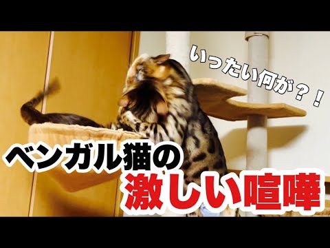 ベンガル猫同士の激しい喧嘩が勃発！？その理由とは… A fierce quarrel between Bengal cats breaks out
