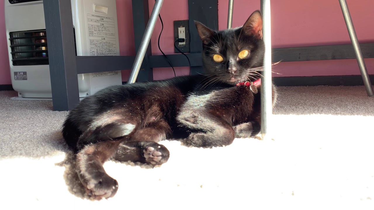 平和な猫の日常風景☆黒猫ボンベイ