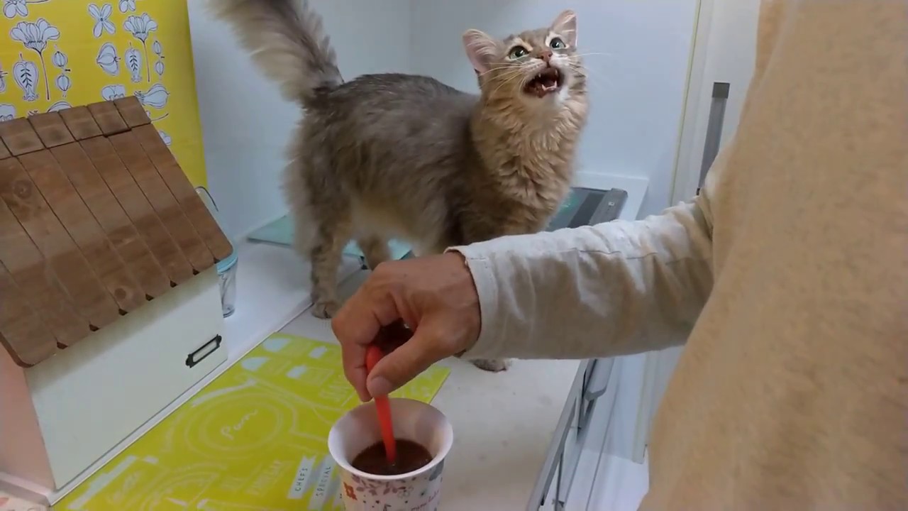 ソマリの鳴き声　５