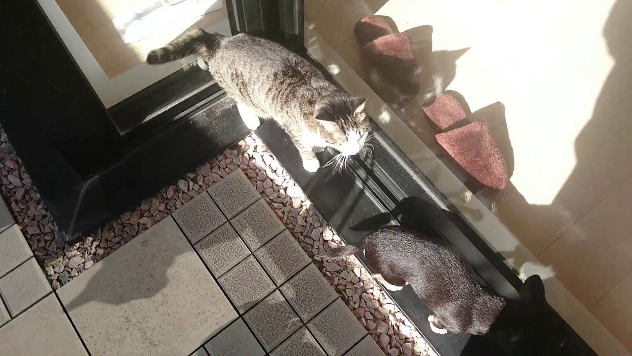 チワワ＆日本猫  2