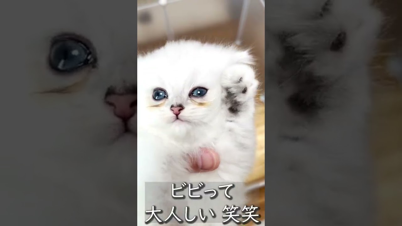 【子猫の成長記録】#shorts #ミヌエット #マンチカン #子猫