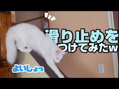 【滑り止め】ターキッシュアンゴラのために、階段の手すりに滑り止めをつけてみたw