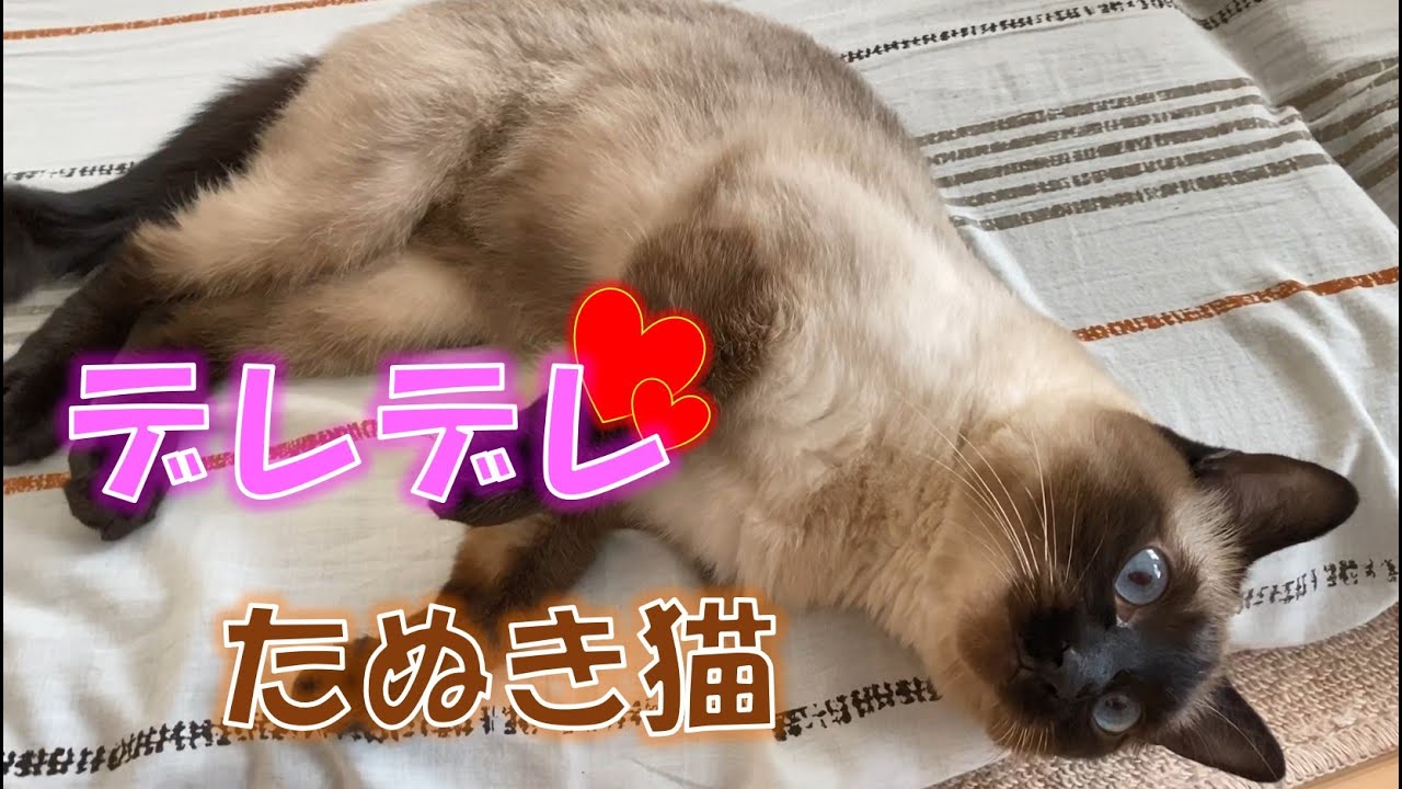 ふくさんは寝起きがよろしいようです【たぬき猫×シャム猫】