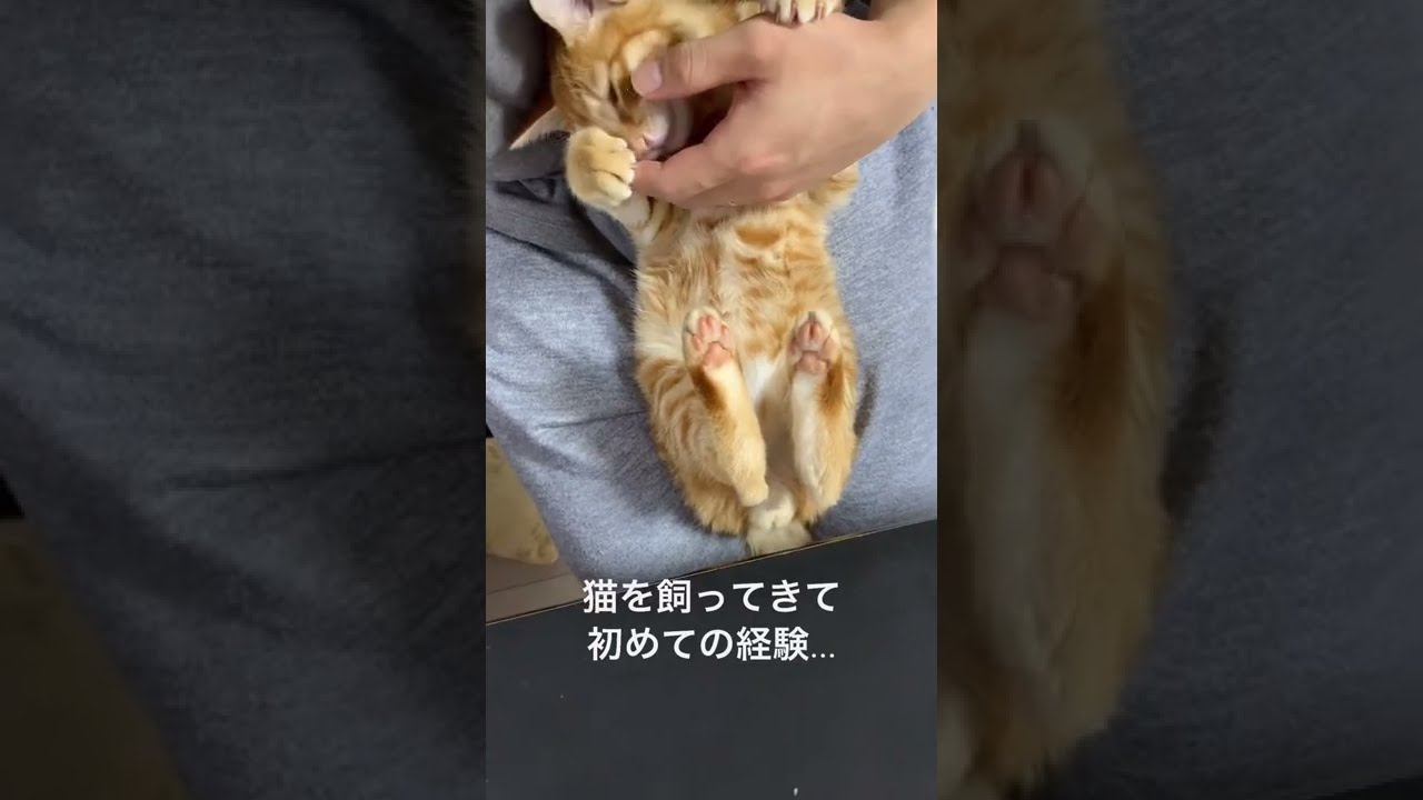 何故か興奮してしまった子猫 #shorts