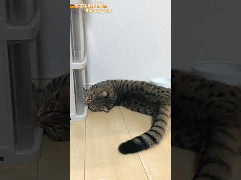 ドリルになったシエル君　/キンカロー　マンチカン×アメリカンカール　#Shorts