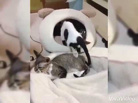 【ニュージーランド生まれのデボンレックスの男の子】