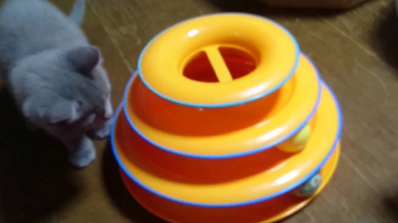 シャルトリューの子猫