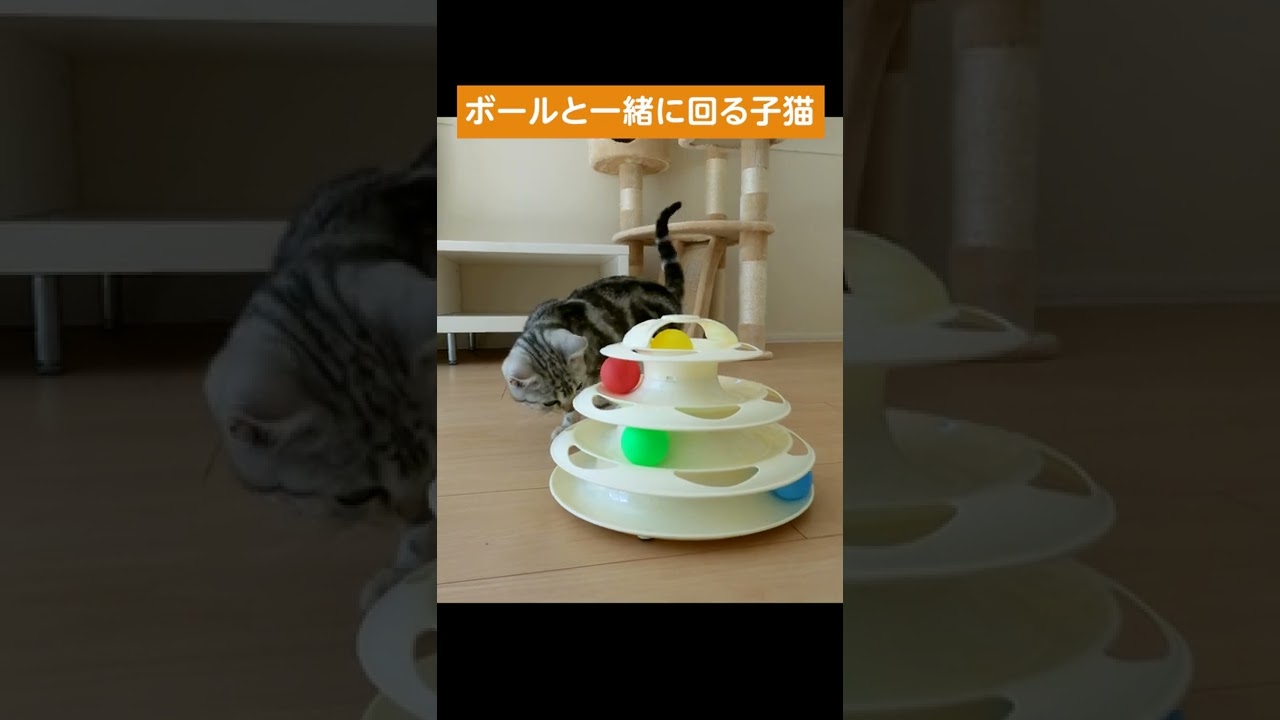 ボールと一緒に回る子猫【アメリカンショートヘアー】 #shorts #こねこ #アメショー