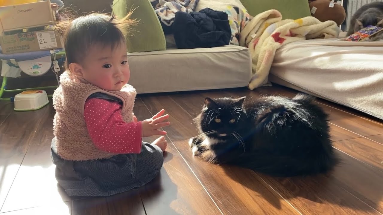 体調不良の赤ちゃんの前に佇む猫　ラガマフィンA cat standing in front of a sick baby. Ragamuffin.