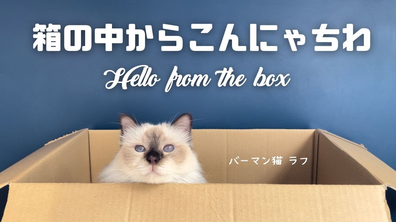 箱大好きバーマン猫【箱の中からこんにゃちわ】Hello from the box（バーマン猫）Birman/Cat