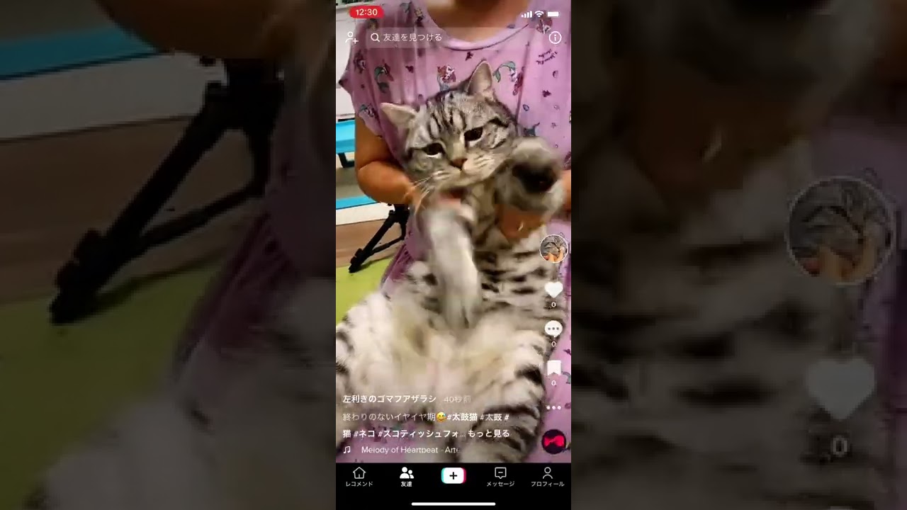 太鼓猫#1。スコティッシュフォールドの子猫お迎えからの日記。 #shorts